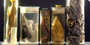 Marine specimen collection at the Natural History Museum, London.