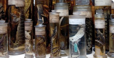 The Natural History Museum collection. 